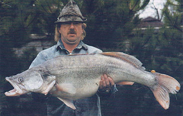 Record photograph for Sander lucioperca